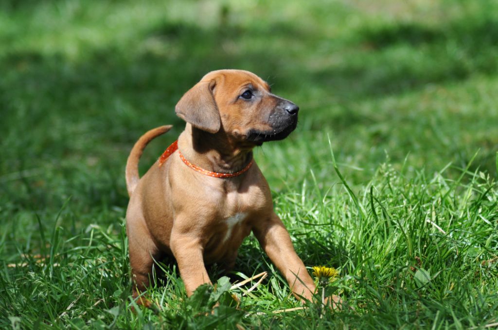 Kamuva Ebhema - Chiots disponibles - Rhodesian Ridgeback