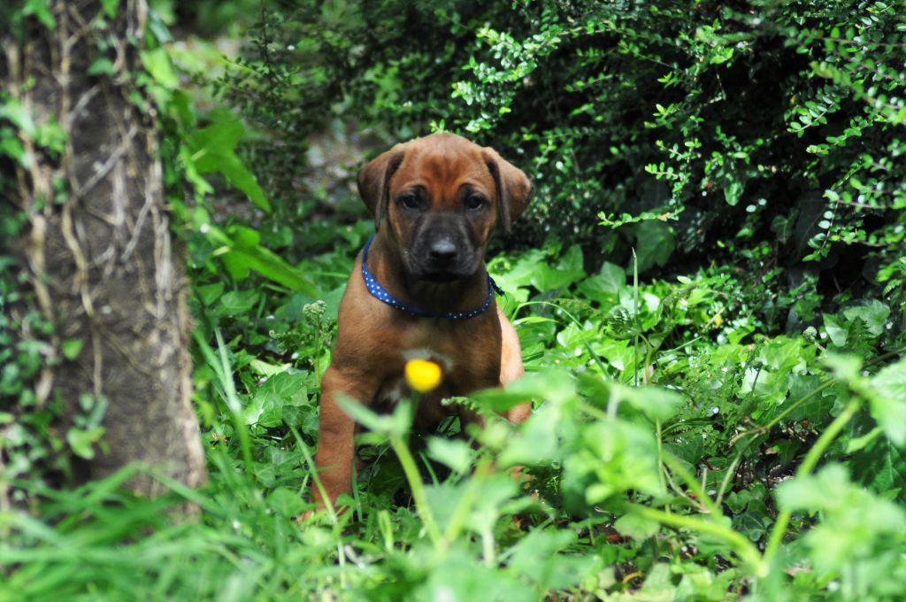 Kamuva Ebhema - Chiots disponibles - Rhodesian Ridgeback